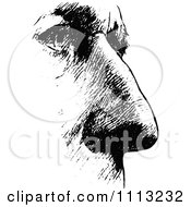 Clipart Vintage Black And White Mans Nose 2 Royalty Free Vector Illustration