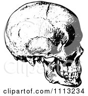 Poster, Art Print Of Vintage Black And White Human Skull 2