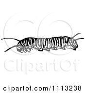 Clipart Vintage Black And White Monarch Caterpillar Royalty Free Vector Illustration