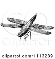 Poster, Art Print Of Vintage Black And White Flying Dragonfly