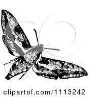 Vintage Black And White Flying Moth