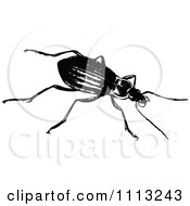 Poster, Art Print Of Vintage Black And White Beetle