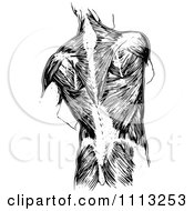 Clipart Vintage Black And White Human Anatomy Back With Muscles Royalty Free Vector Illustration