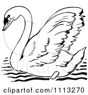 Poster, Art Print Of Vintage Black And White Mute Swan