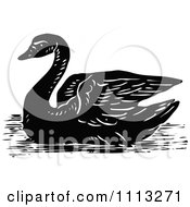 Poster, Art Print Of Vintage Black And White Swan