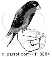 Poster, Art Print Of Vintage Black And White Parrot Perched On A Hand