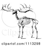 Poster, Art Print Of Black And White Vintage Elk Skeleton