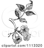 Clipart Vintage Black And White Jasmine Blossom Design Element Royalty Free Vector Illustration