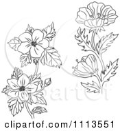 Poster, Art Print Of Black And White Buttercup And Dogwood Flowers