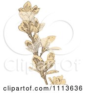 Clipart Sepia Sketched Branch Royalty Free Vector Illustration