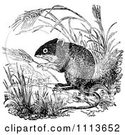 Poster, Art Print Of Vintage Black And White Field Mouse 1