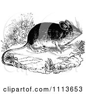 Poster, Art Print Of Vintage Black And White Field Mouse 2