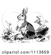 Clipart Vintage Black And White Wild Rabbit Royalty Free Vector Illustration