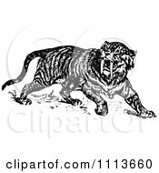 Poster, Art Print Of Vintage Black And White Sabre Tooth Tiger