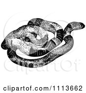 Poster, Art Print Of Vintage Black And White Snake