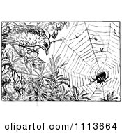 Poster, Art Print Of Vintage Black And White Bird And Web With A Spider