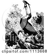 Clipart Vintage Black And White Toucan Eating Royalty Free Vector Illustration