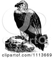 Clipart Vintage Black And White Vulture Royalty Free Vector Illustration