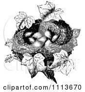 Poster, Art Print Of Vintage Black And White Bird Nest With Eggs And Ivy