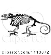 Clipart Vintage Black And White Chameleon Lizard Skeleton Royalty Free Vector Illustration