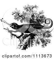 Clipart Vintage Black And White Chameleon Lizard Eating Bugs In A Tree 1 Royalty Free Vector Illustration