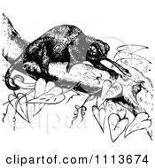 Poster, Art Print Of Vintage Black And White Chameleon Lizard Eating Bugs In A Tree 2