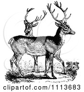 Poster, Art Print Of Vintage Black And White Male Deer