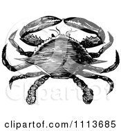 Clipart Vintage Black And White Blue Crab Royalty Free Vector Illustration by Prawny Vintage