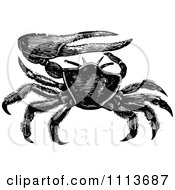 Poster, Art Print Of Vintage Black And White Fiddler Crab