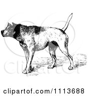 Poster, Art Print Of Vintage Black And White Aggressive Guard Dog