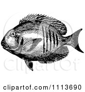 Poster, Art Print Of Vintage Black And White Tropical Marine Fish 2