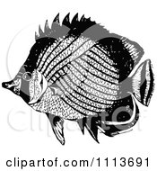 Poster, Art Print Of Vintage Black And White Tropical Marine Fish 3