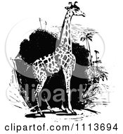 Poster, Art Print Of Vintage Black And White Giraffe