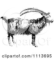 Poster, Art Print Of Vintage Black And White Goat In Profile