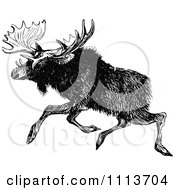 Poster, Art Print Of Vintage Black And White Moose Running