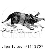 Vintage Black And White Aardvark