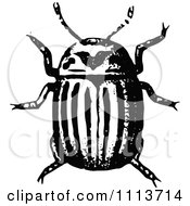Vintage Black And White Potato Beetle