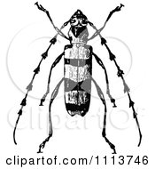 Clipart Vintage Black And White Longhorn Beetle Royalty Free Vector Illustration