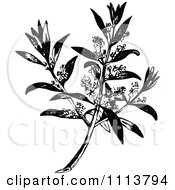 Vintage Black And White Flowering Olive Branch