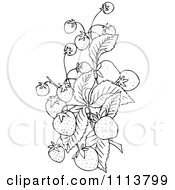 Clipart Vintage Black And White Strawberry Plant Royalty Free Vector Illustration