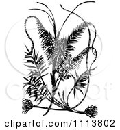 Clipart Retro Black And White Sweet Cane Plant Royalty Free Vector Illustration