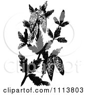 Clipart Retro Black And White Fir Cones And Leaves Royalty Free Vector Illustration