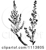 Clipart Vintage Black And White Wormwood Branches Royalty Free Vector Illustration