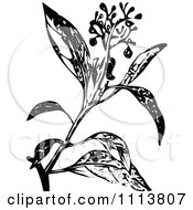 Poster, Art Print Of Retro Black And White Camphire Henna Plant With Flowers