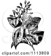 Poster, Art Print Of Retro Black And White Cinnamon Plant And Flowers