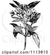 Poster, Art Print Of Retro Black And White Clove Plant And Flowers