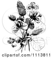 Poster, Art Print Of Retro Black And White Bee And Clover Plant