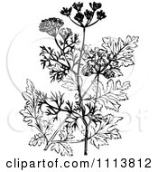 Poster, Art Print Of Retro Black And White Coriander Plant And Flowers