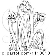 Poster, Art Print Of Retro Black And White Flowering Daffodil Plant