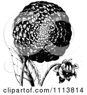 Clipart Retro Black And White Dahlia Flower Royalty Free Vector Illustration